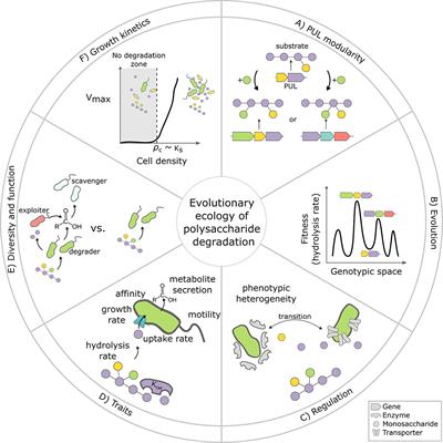 Polysaccharide-Bacteria Interactions From the Lens of Evolutionary Ecology